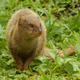 A small Asian mongoose on the island of Maui, Hawai`i